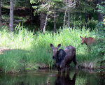 Moose