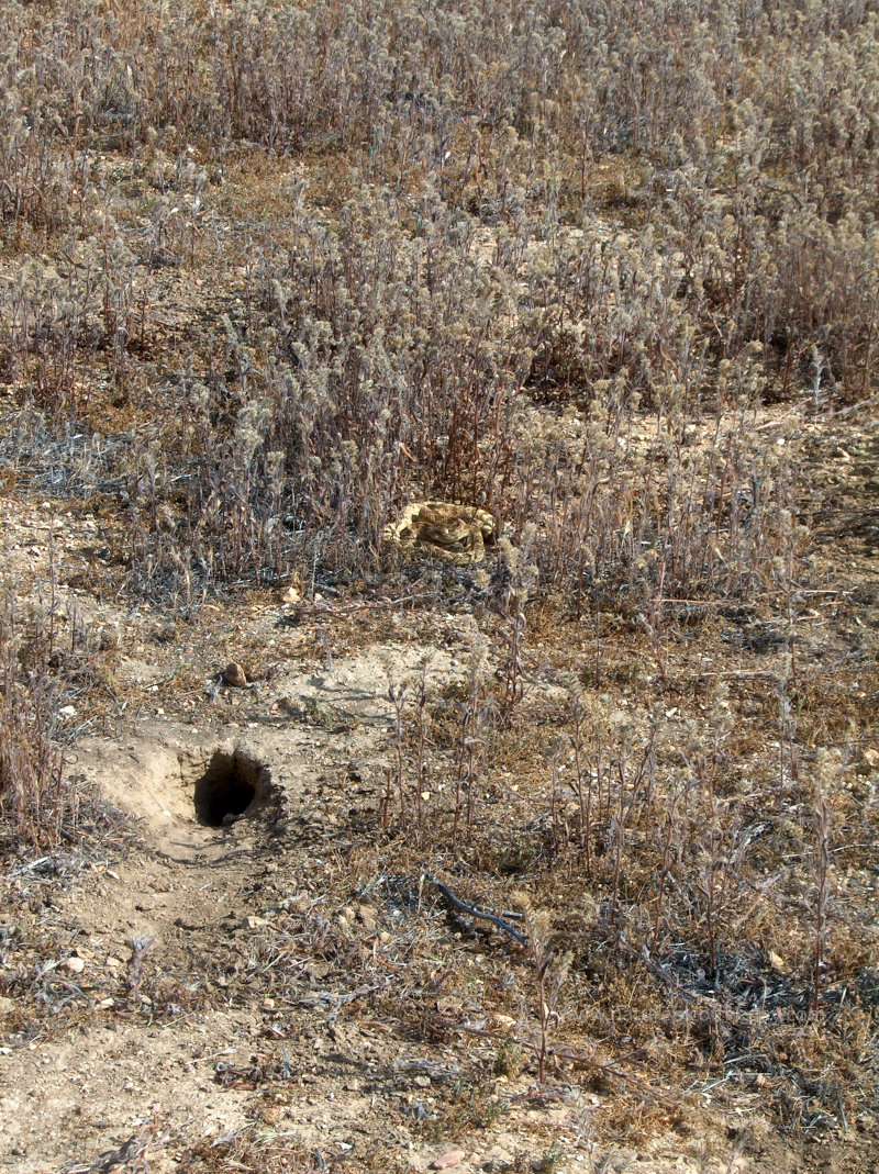Rattle Snake in Idaho