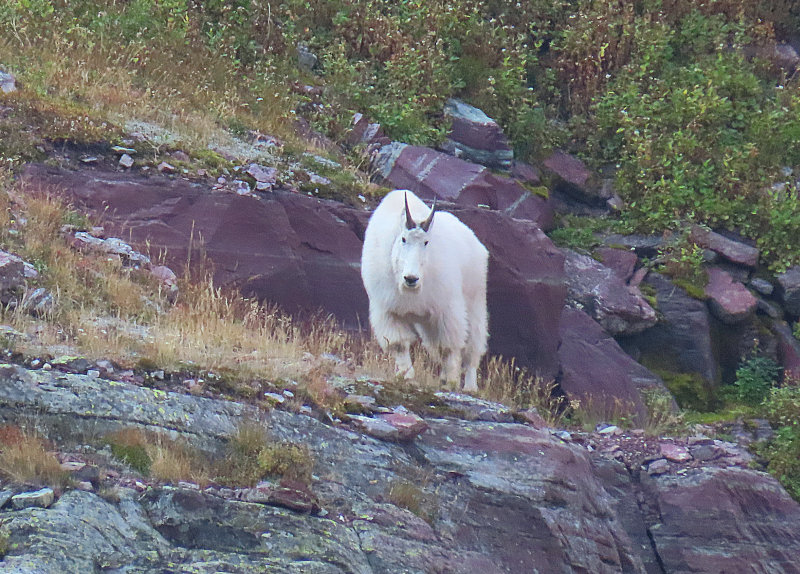 Goad it Glacier National Park