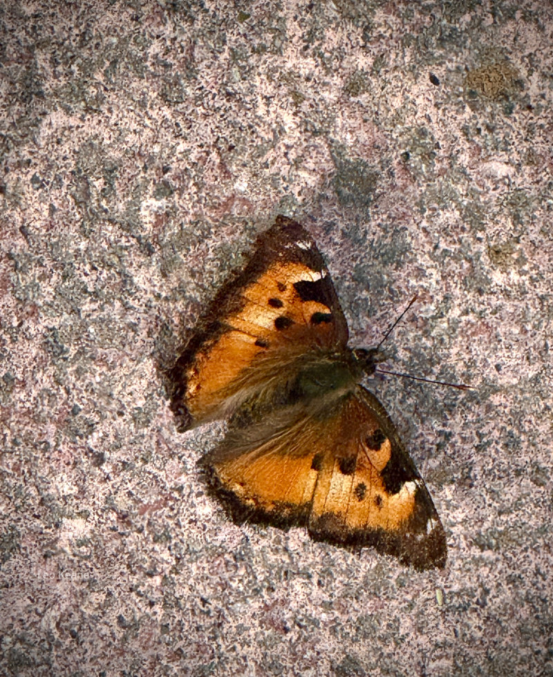 Butterfly in Montana