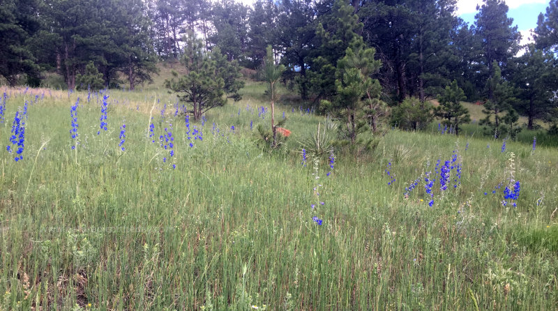 Colorado Blue Bells