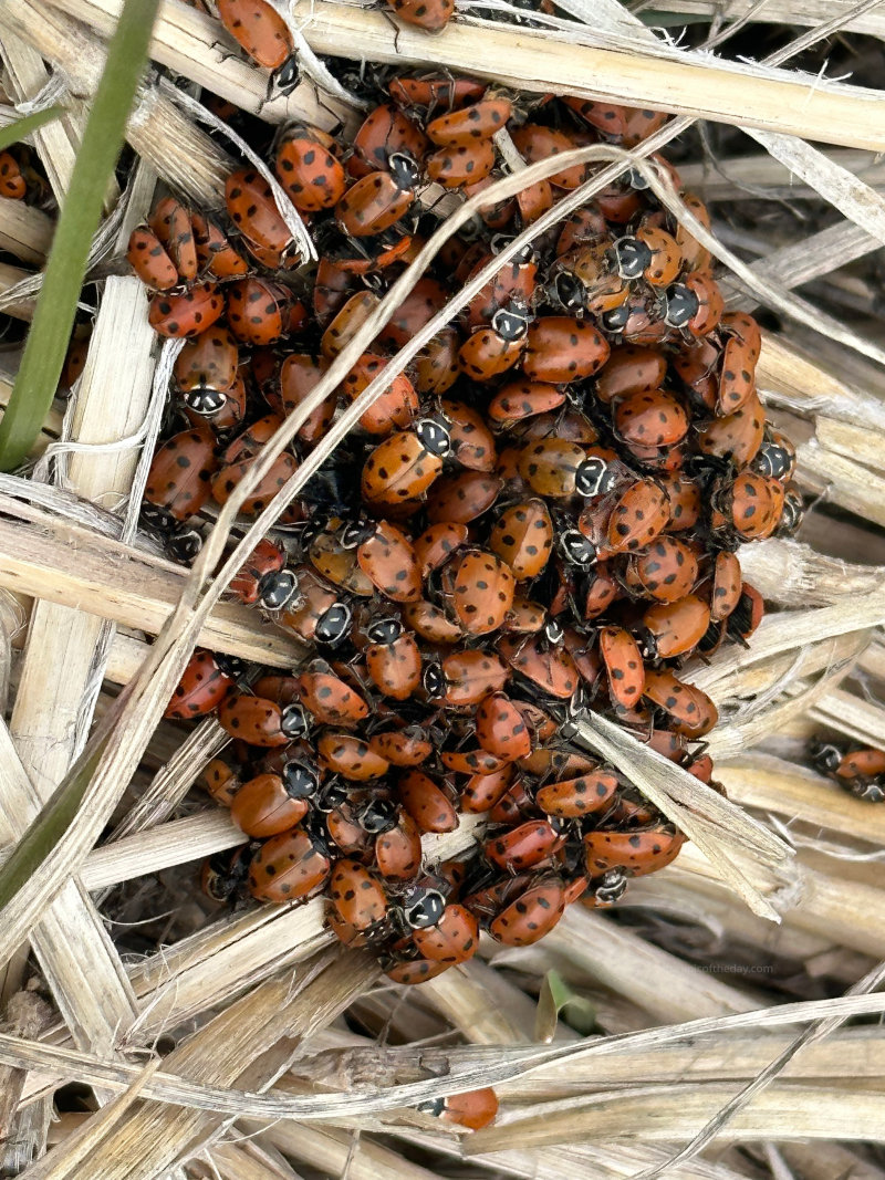 Ladybug