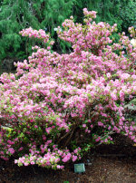 Pink Rosebud Azalea