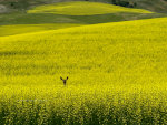 Deer in a Canola field