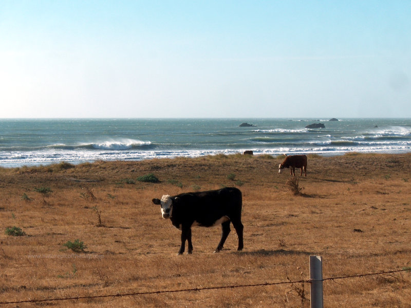 Cows in California