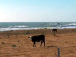 Cows in California