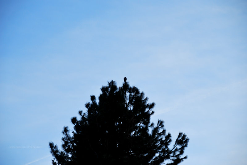 Hawk on a Pine