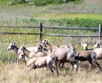 Bighorn sheep