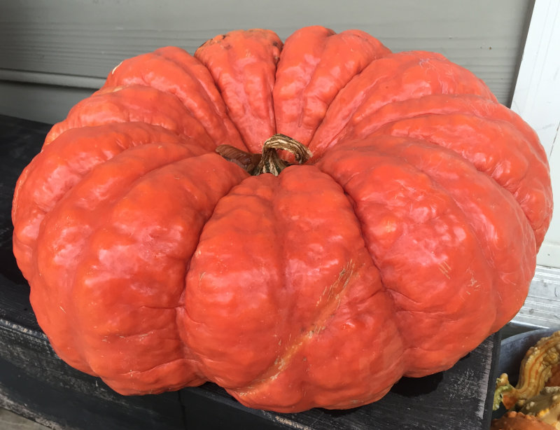 Orange Gourd