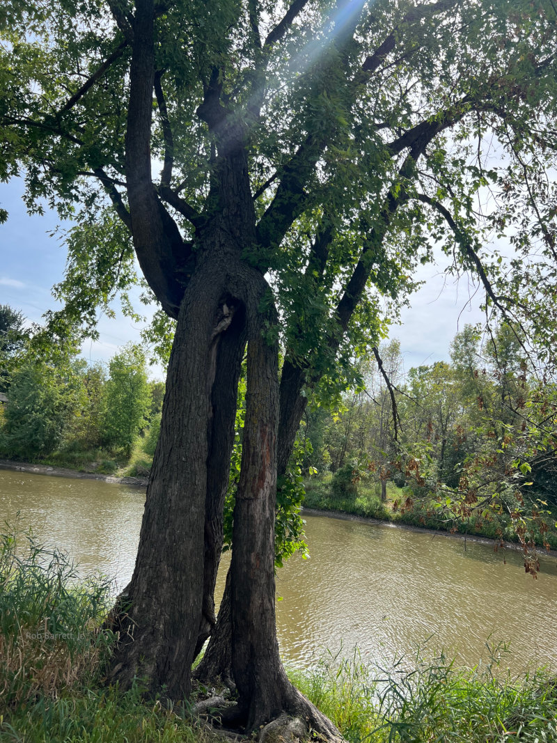 Fun tree in Minnesota