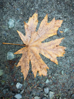 Acer macrophyllum