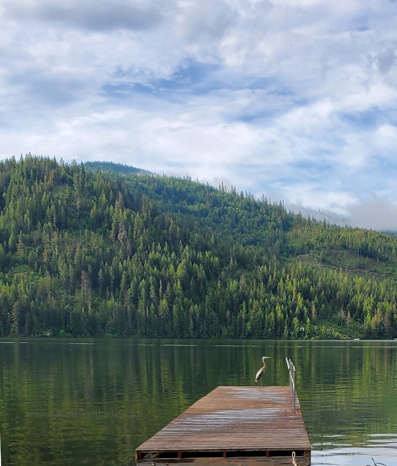 Heron on the Dock