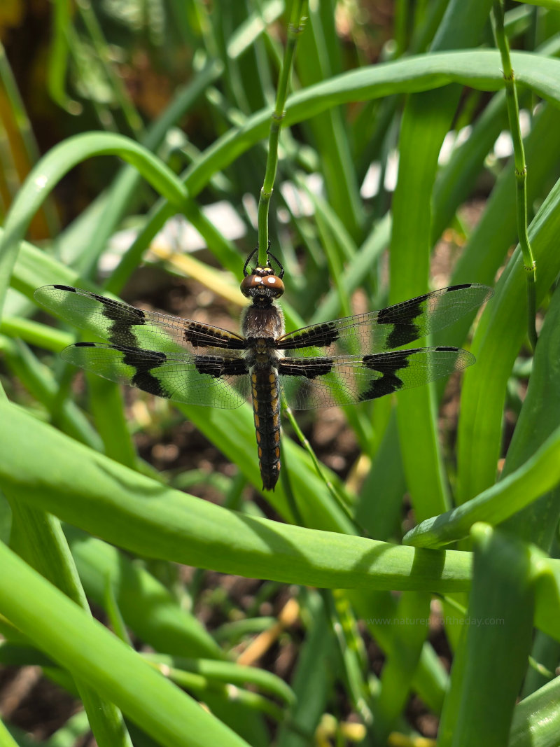 Dragonfly
