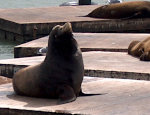 Lions of the sea.