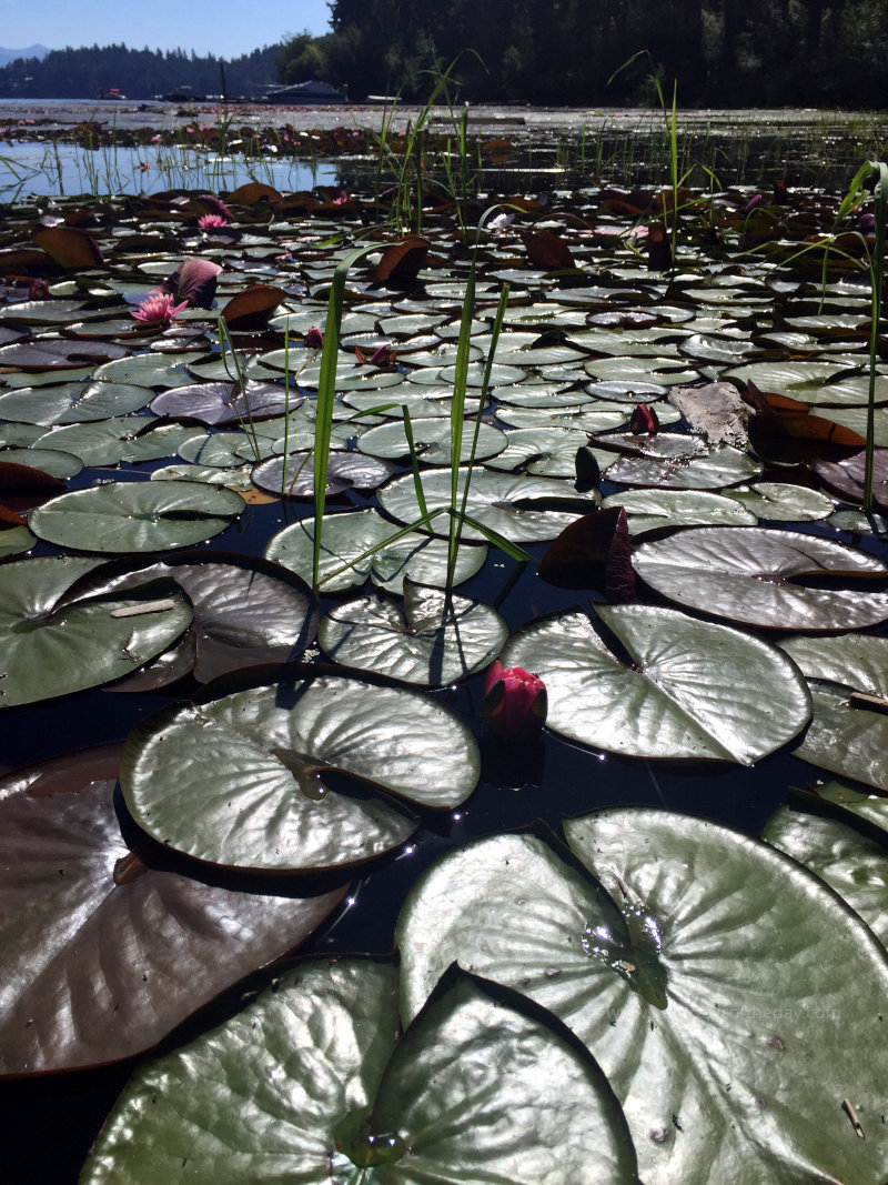 Lily Pads