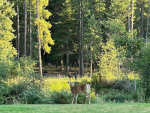 Deer and Moose in Montana